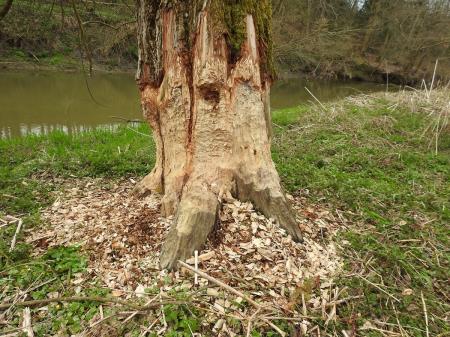 7. april, mednarodni dan bobra in Dan za spremembe 14